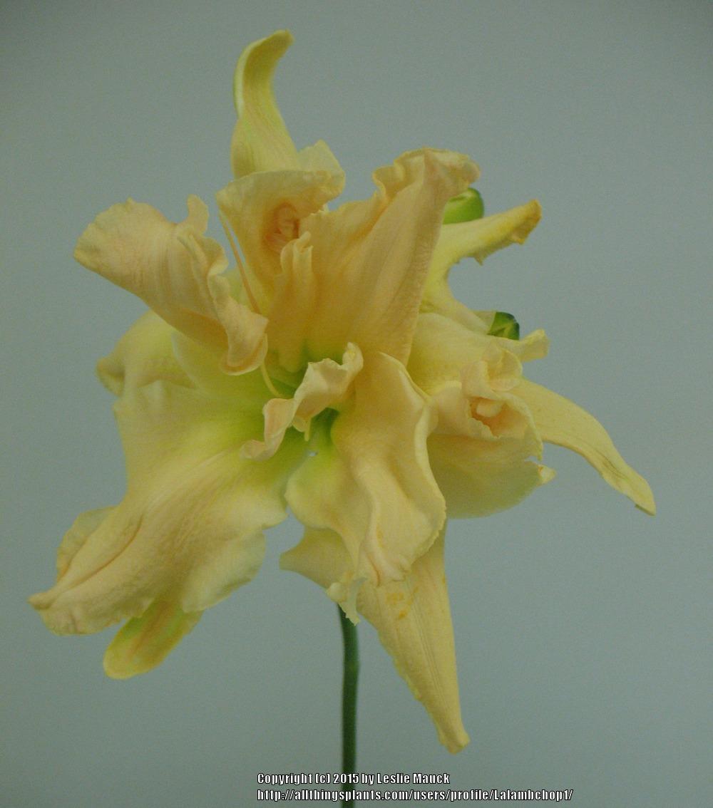 Photo of Daylily (Hemerocallis 'Fluttering Beauty') uploaded by Lalambchop1