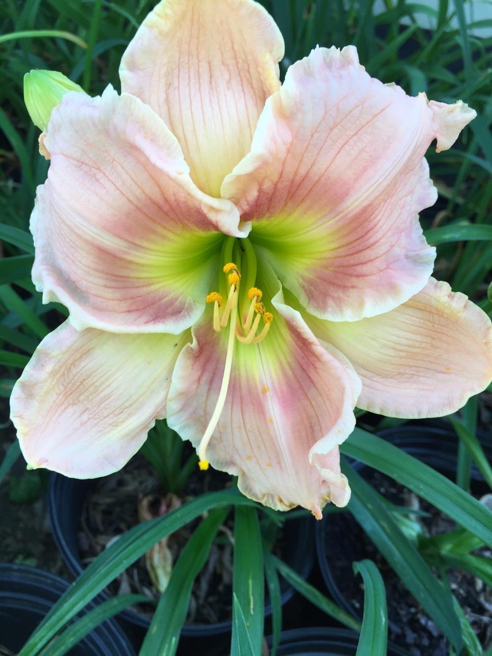 Photo of Daylily (Hemerocallis 'Rings of Time') uploaded by Redhorseeg