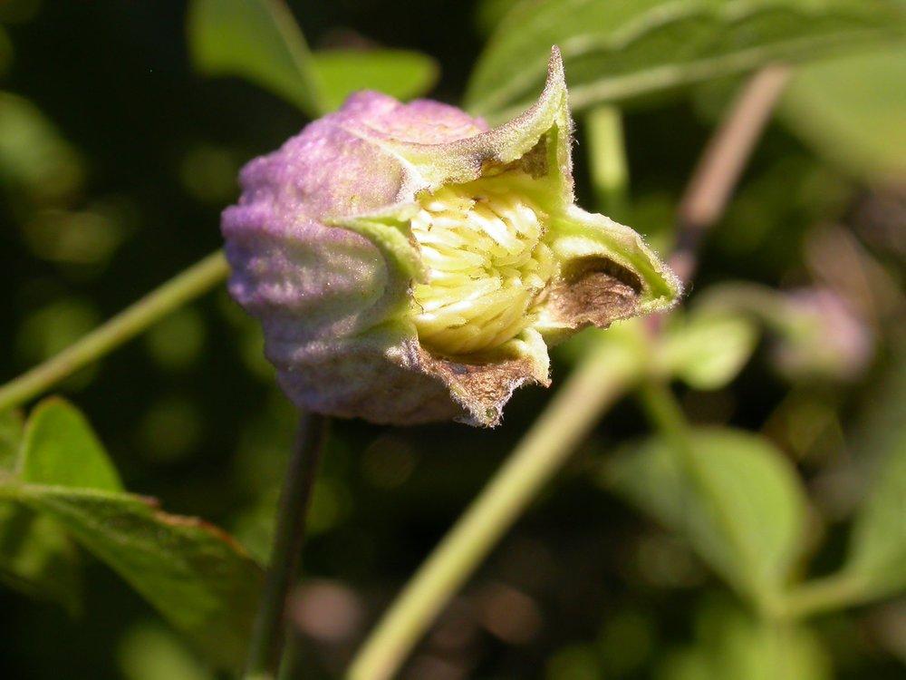 Photo of Clematis (Clematis pitcheri) uploaded by admin