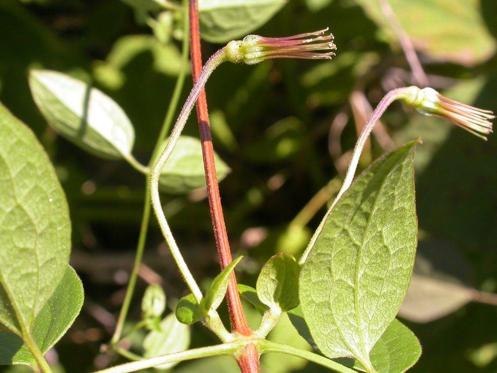 Photo of the fruit of Clematis (Clematis pitcheri) posted by admin