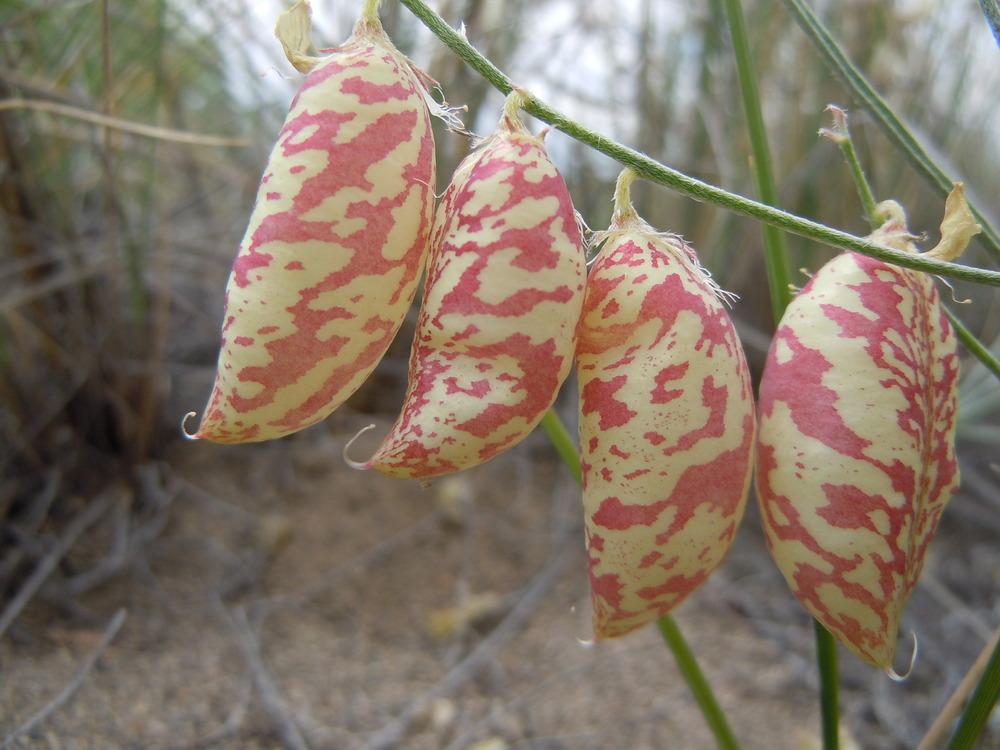 Photo of Painted milkvetch (Astragalus ceramicus) uploaded by admin