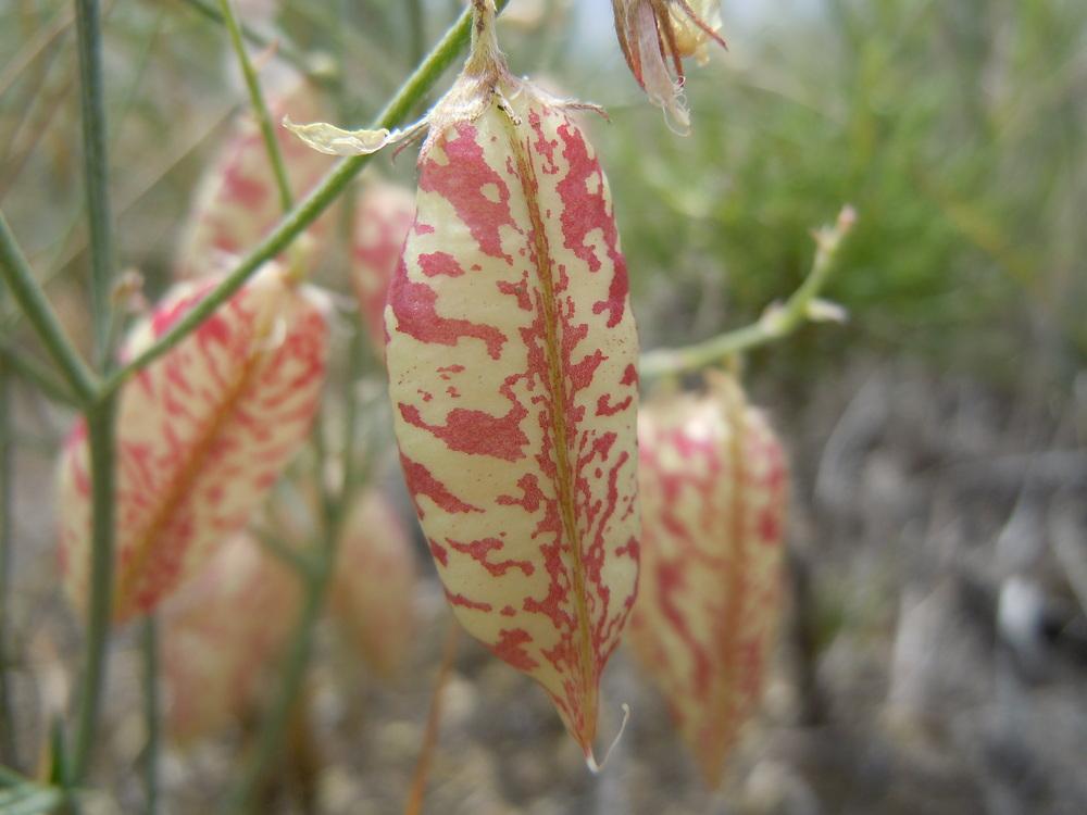 Photo of Painted milkvetch (Astragalus ceramicus) uploaded by admin