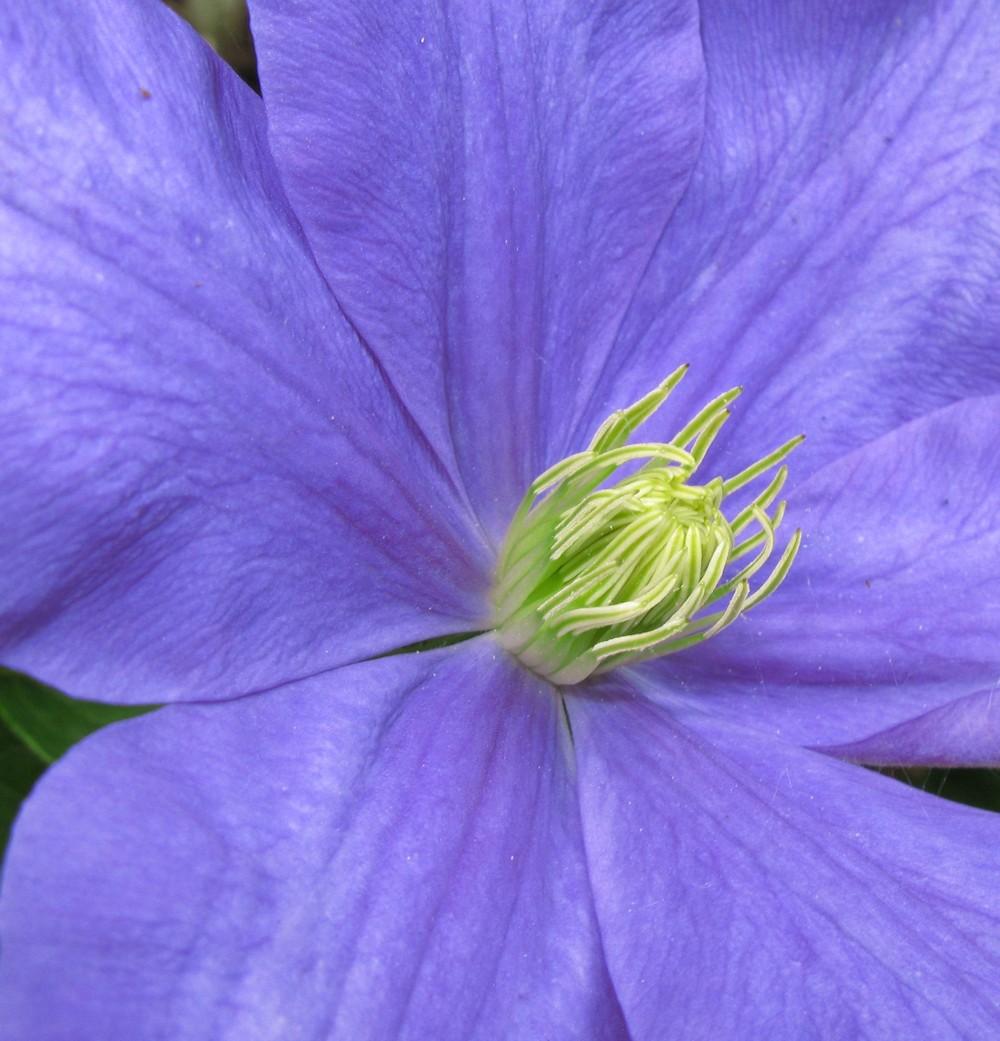 Photo of Clematis 'Mrs. Cholmondeley' uploaded by admin