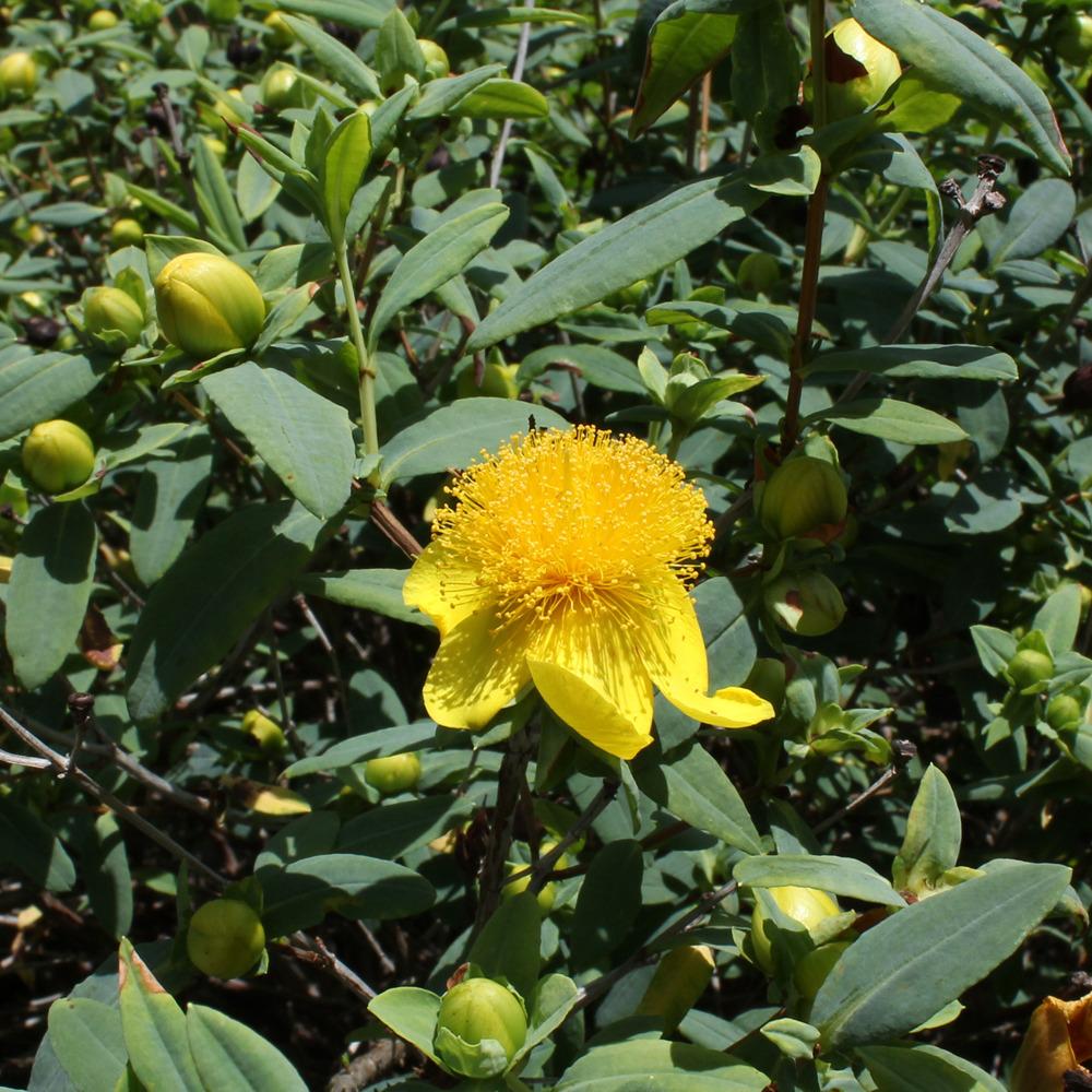 Photo of St. John's Wort (Hypericum frondosum 'Sunburst') uploaded by blue23rose