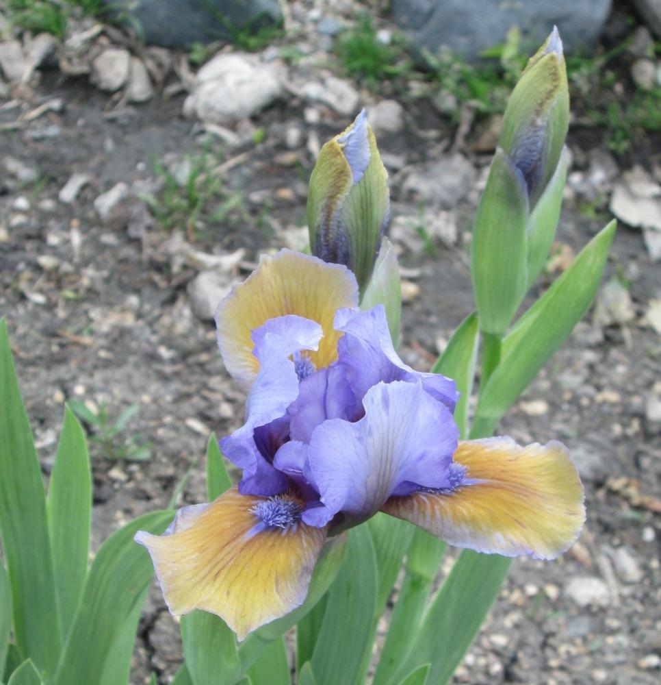 Photo of Standard Dwarf Bearded Iris (Iris 'What Again') uploaded by bratwithcat