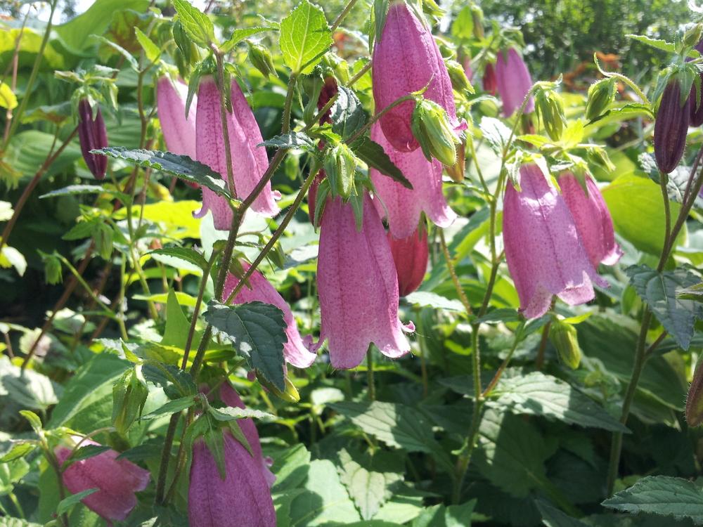 Photo of Spotted Bellflower (Campanula punctata 'Cherry Bells') uploaded by gemini_sage