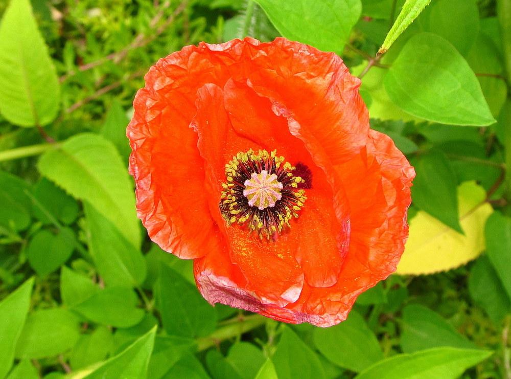 Photo of Poppies (Papaver) uploaded by jmorth