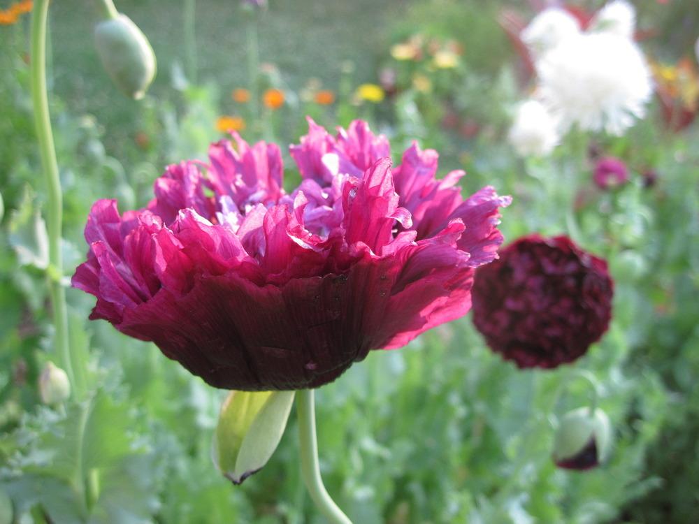 Photo of Opium Poppy (Papaver somniferum) uploaded by kylaluaz