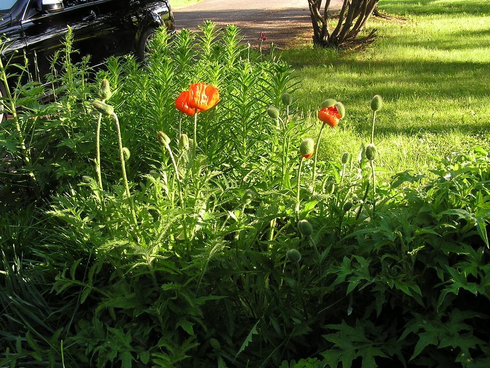 Photo of Poppies (Papaver) uploaded by mandolls