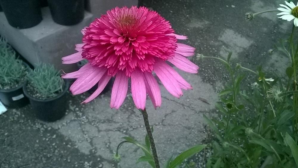 Photo of Coneflower (Echinacea 'Southern Belle') uploaded by obliqua