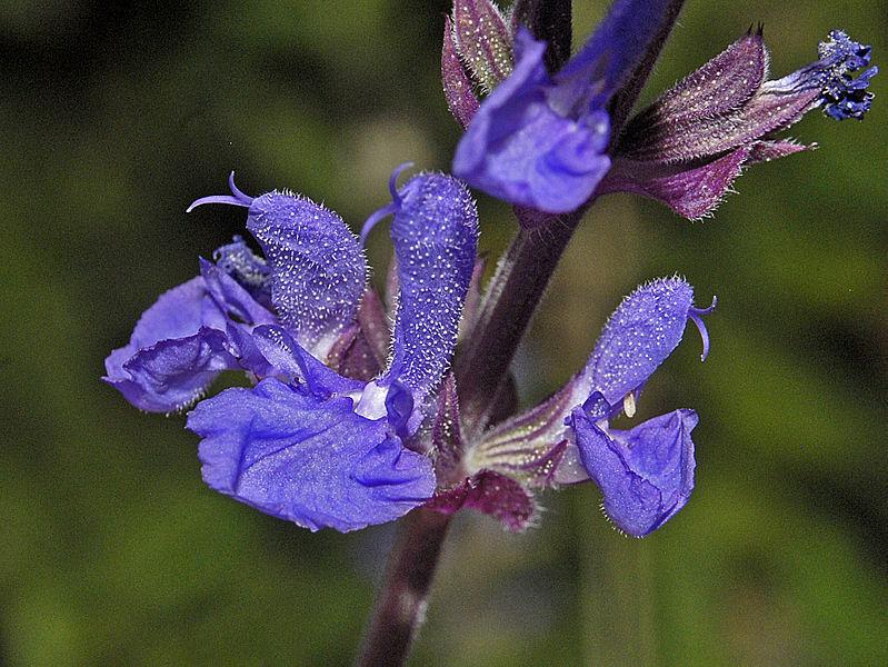 Photo of Stem Clasping Violet Sage (Salvia amplexicaulis) uploaded by robertduval14