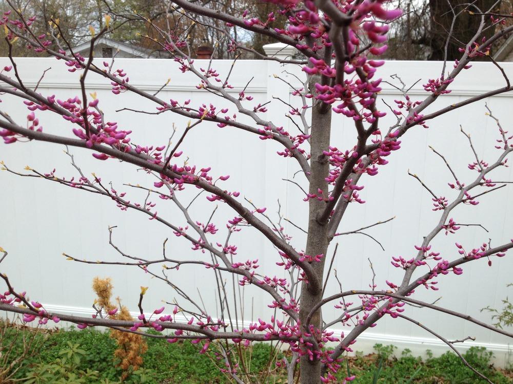 Photo of Eastern Redbud (Cercis canadensis The Rising Sun™) uploaded by ssgardener