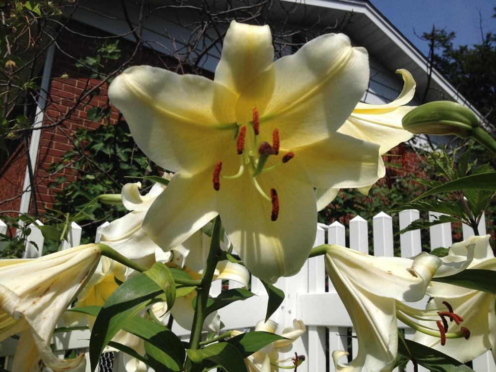 Photo of Lily (Lilium 'Conca d'Or') uploaded by ssgardener