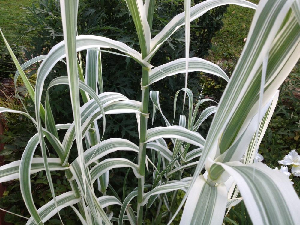 Photo of Giant Reed (Arundo donax 'Peppermint Stick') uploaded by ssgardener