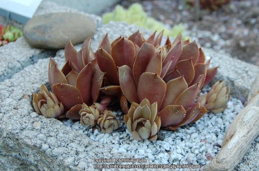 Photo of Hen and Chicks (Sempervivum 'Pacific Clydesdale') uploaded by valleylynn
