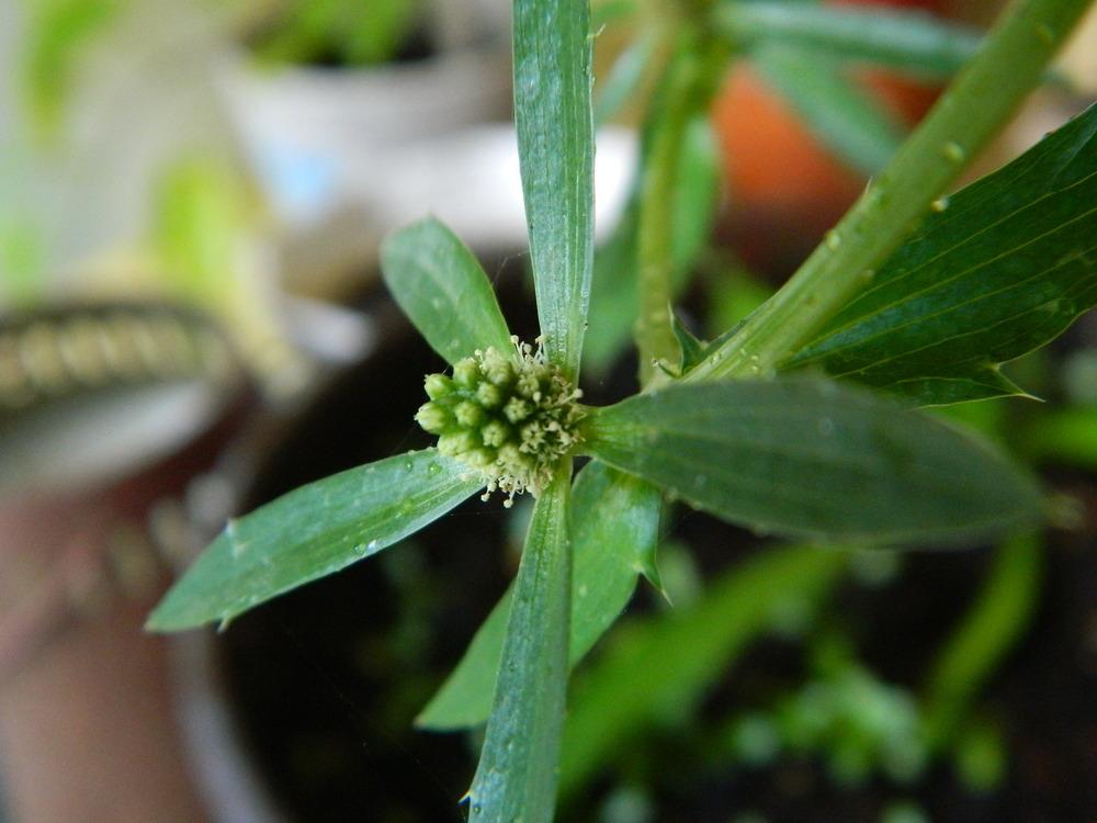 Photo of Culantro (Eryngium foetidum) uploaded by wildflowers