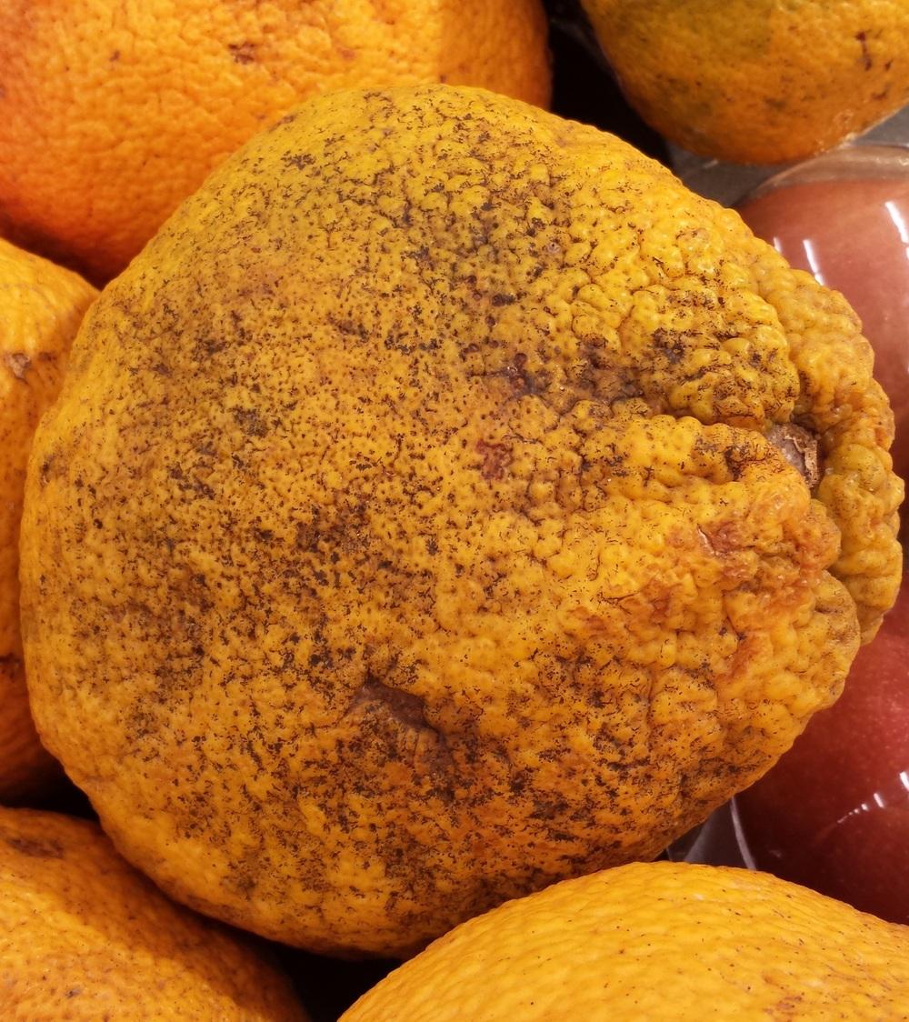 Photo of Tangelo (Citrus x aurantium 'Ugli') uploaded by Skiekitty