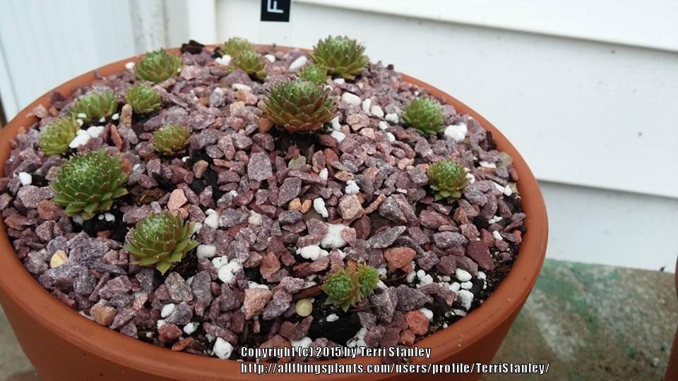 Photo of Hen and Chicks (Sempervivum 'Fuzzy Wuzzy') uploaded by TerriStanley