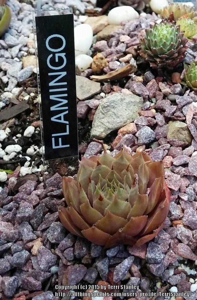 Photo of Hen and Chicks (Sempervivum 'Flamingo') uploaded by TerriStanley