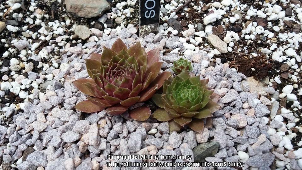 Photo of Hen and Chicks (Sempervivum 'Sopa') uploaded by TerriStanley