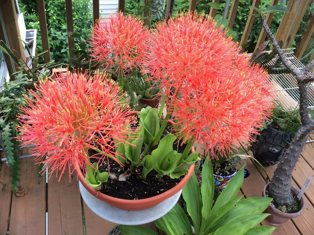 Photo of African Blood Lily (Scadoxus multiflorus) uploaded by Ursula