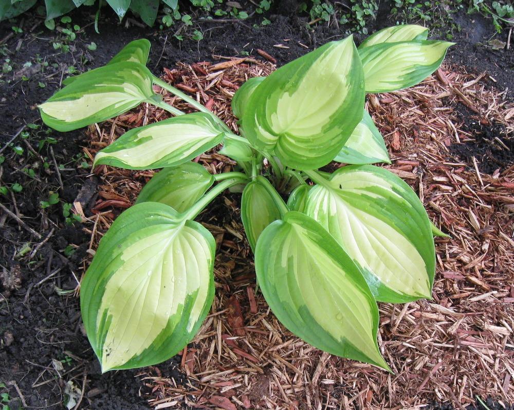 Photo of Hosta 'Rare Breed' uploaded by alwaysbehindMN