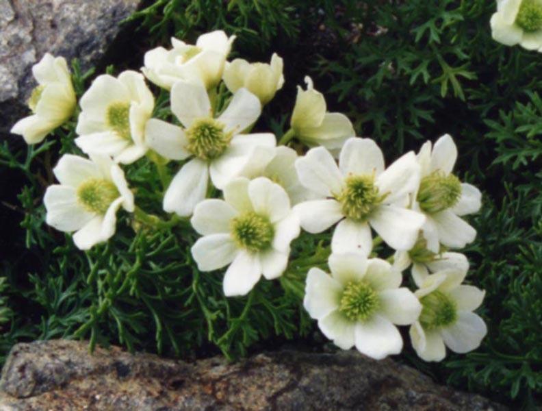 Photo of Clematis (Clematis marmoraria) uploaded by admin