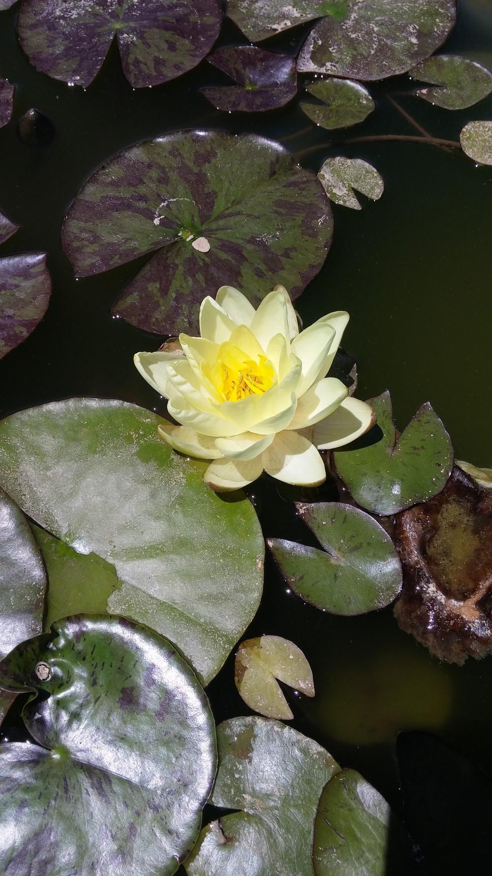 Photo of Hardy Water Lily (Nymphaea 'Chromellia') uploaded by dragonfetti