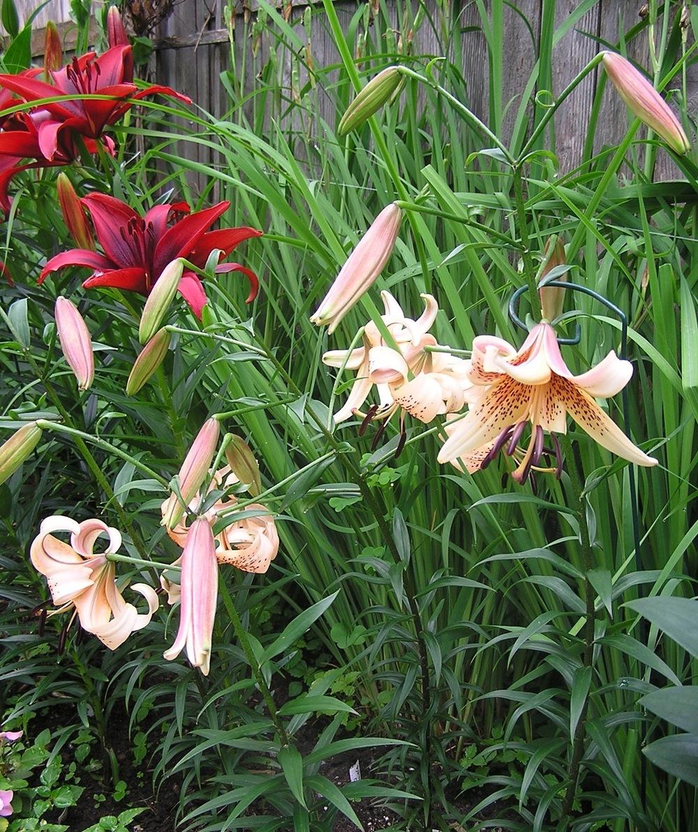 Photo of Lilies (Lilium) uploaded by mandolls