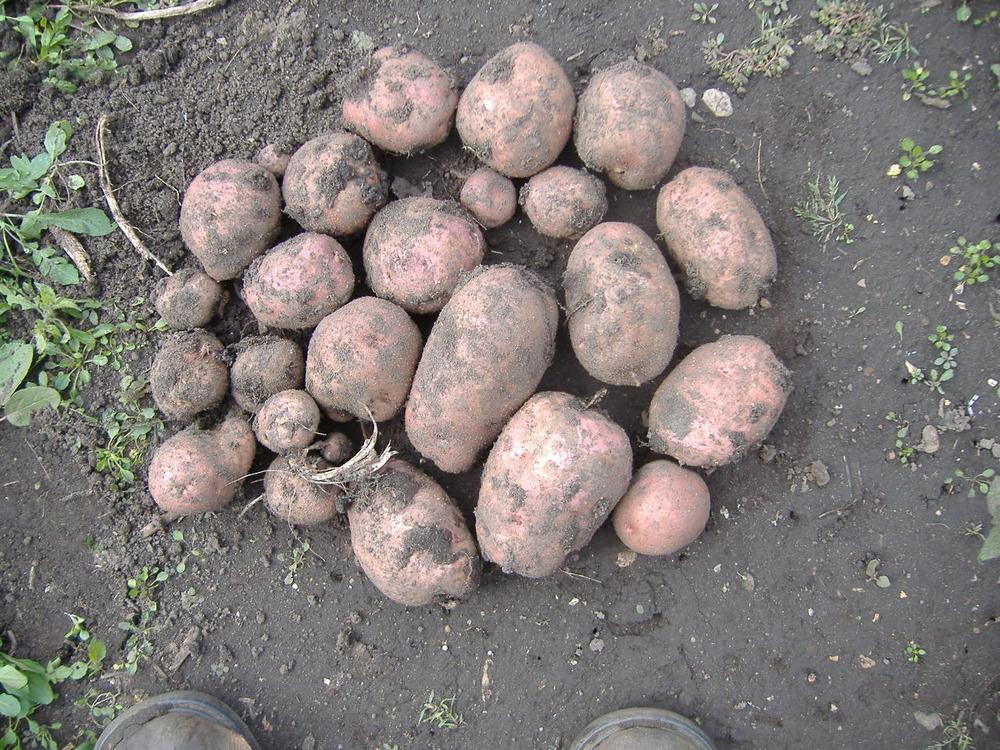 Photo of Potato (Solanum tuberosum 'Red Pontiac') uploaded by tveguy3