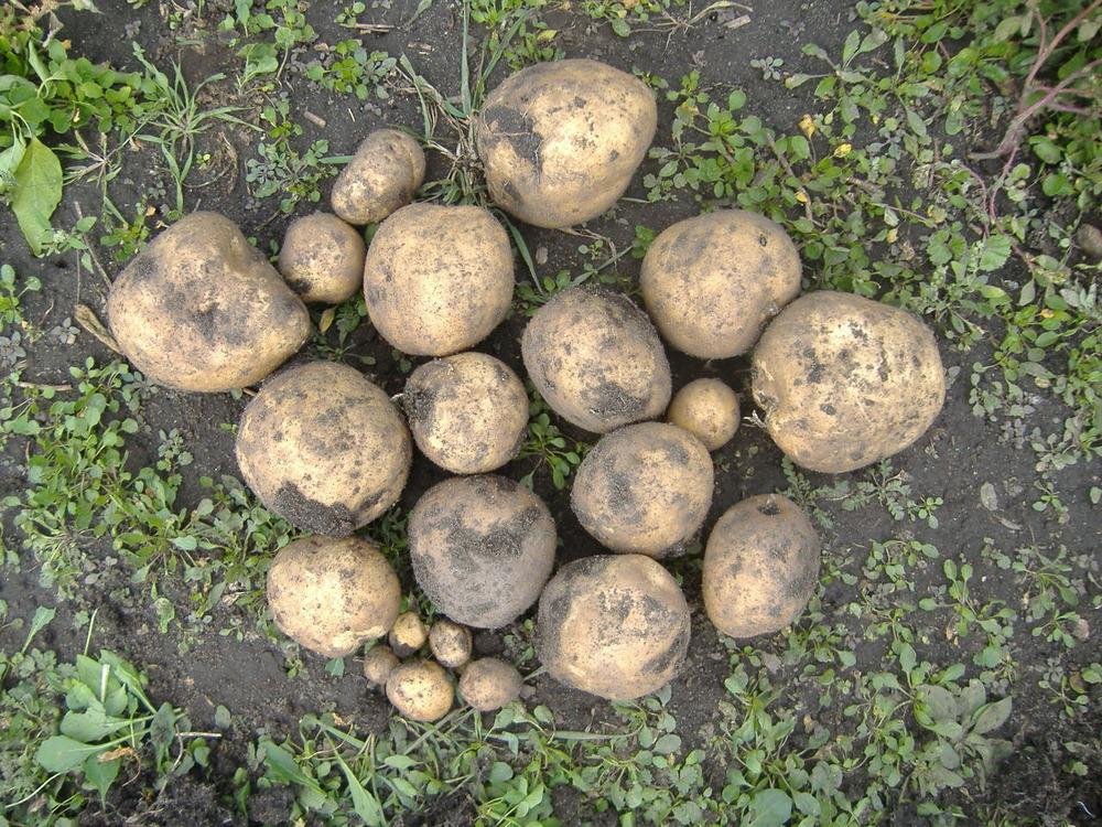 Photo of Potato (Solanum tuberosum 'Yukon Gold') uploaded by tveguy3