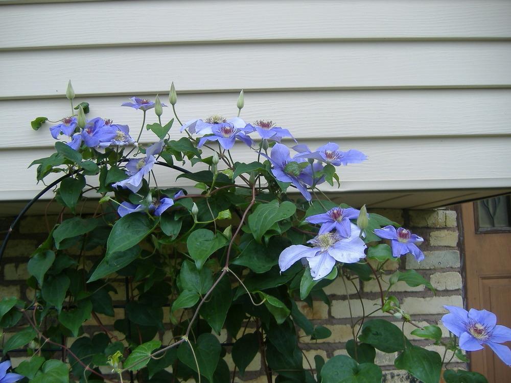 Photo of Clematis 'Ramona' uploaded by tveguy3