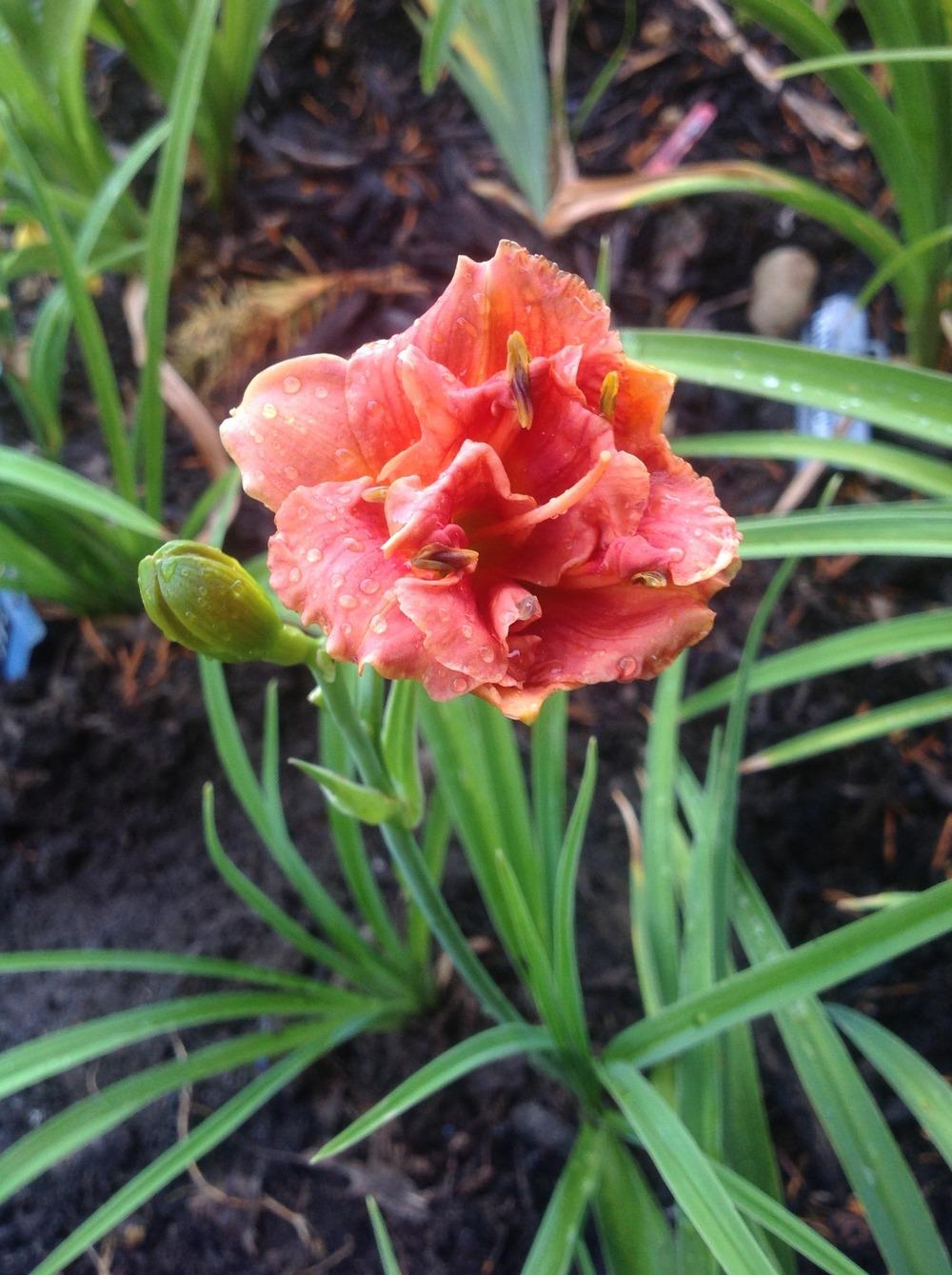 Photo of Daylily (Hemerocallis 'Tropical Delight') uploaded by Lilydaydreamer
