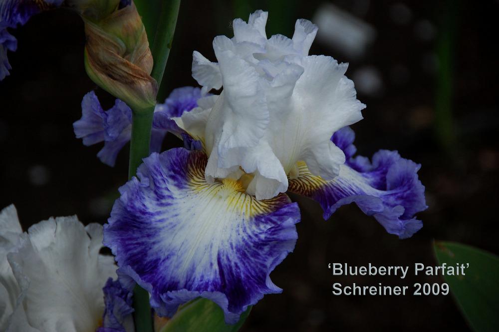 Photo of Tall Bearded Iris (Iris 'Blueberry Parfait') uploaded by Mikey
