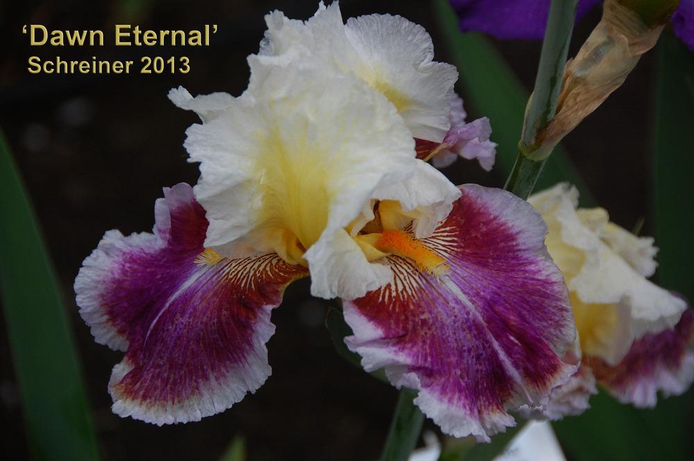 Photo of Tall Bearded Iris (Iris 'Dawn Eternal') uploaded by Mikey