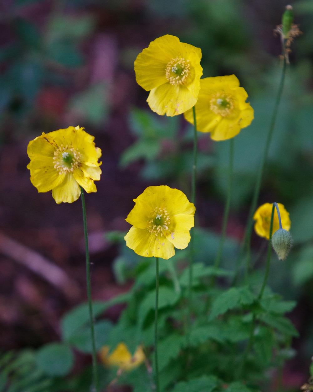 Photo of Welsh Poppy (Papaver cambricum) uploaded by admin