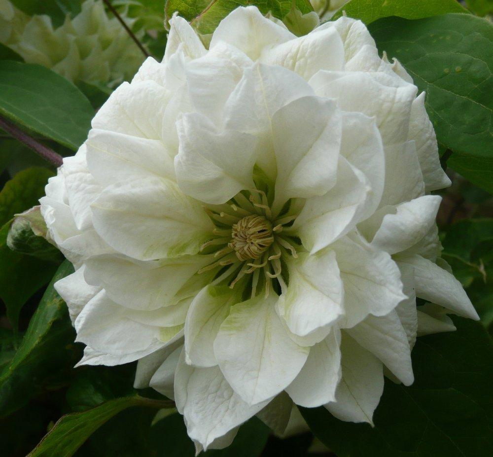 Photo of Clematis 'Duchess of Edinburgh' uploaded by admin