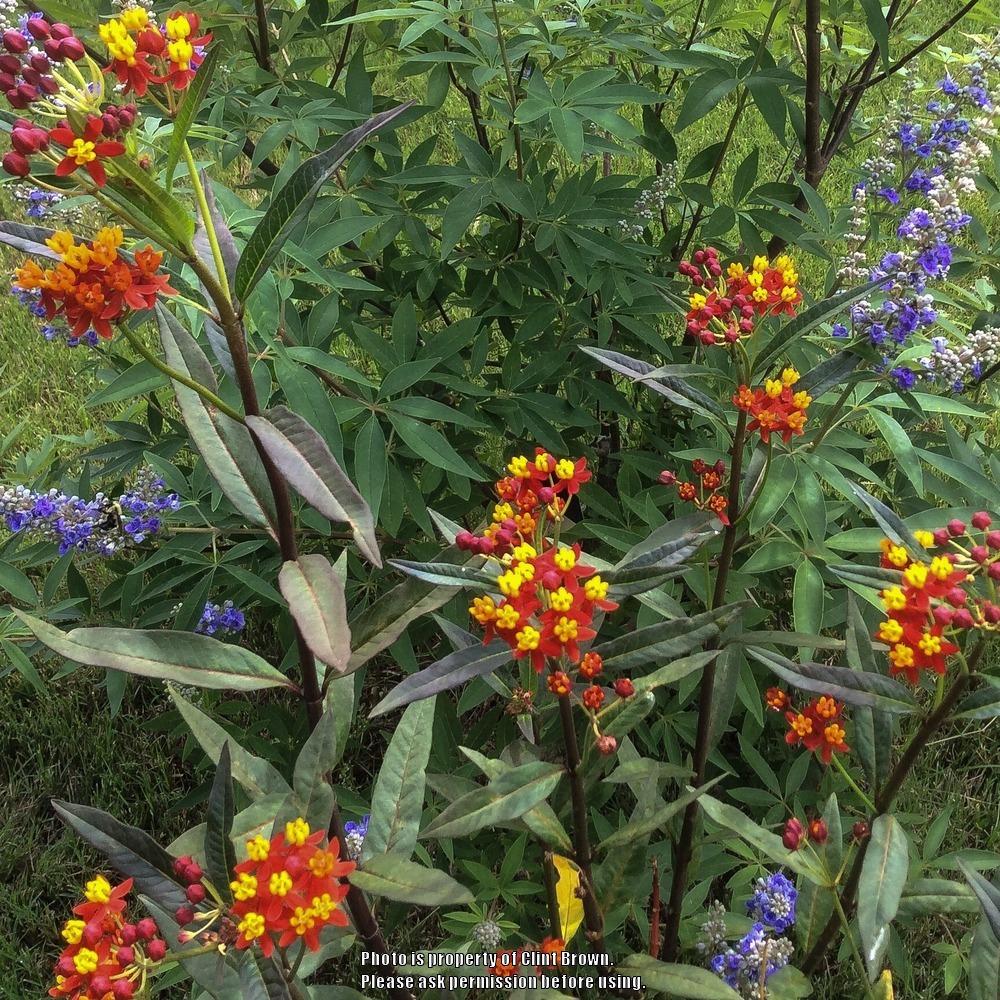 Photo of Mexican Milkweed (Asclepias curassavica 'Silky Deep Red') uploaded by clintbrown