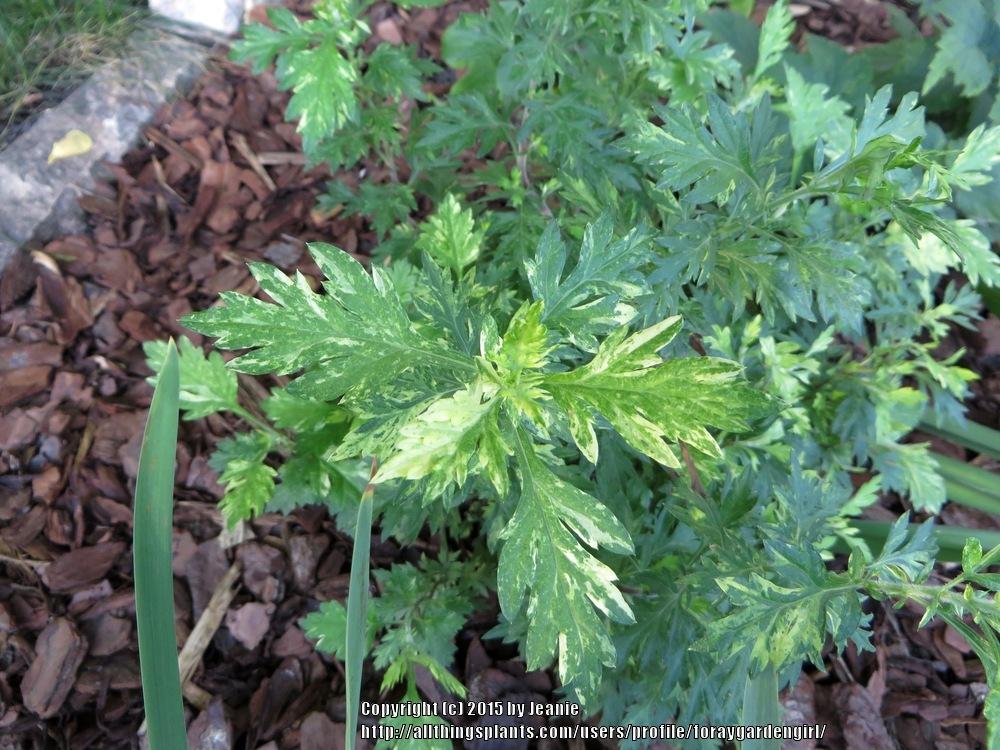 Photo of Variegated Mugwort (Artemisia vulgaris Oriental Limelight) uploaded by foraygardengirl