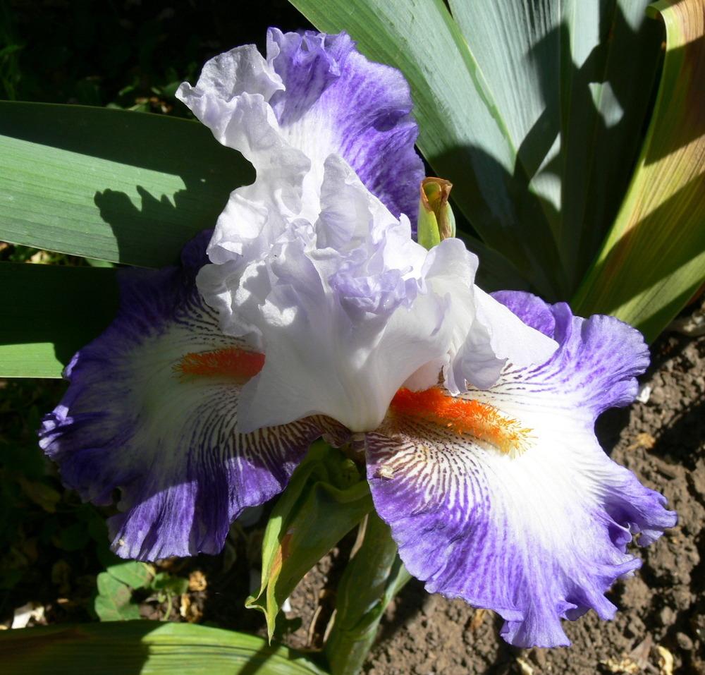 Photo of Tall Bearded Iris (Iris 'Gypsy Lord') uploaded by janwax