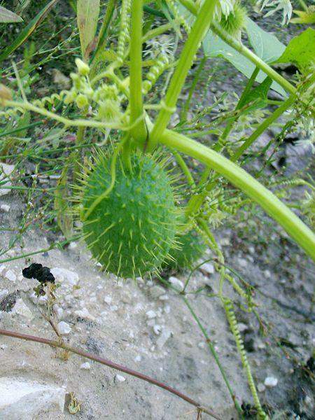 Photo of Wild Cucumber (Echinocystis lobata) uploaded by robertduval14