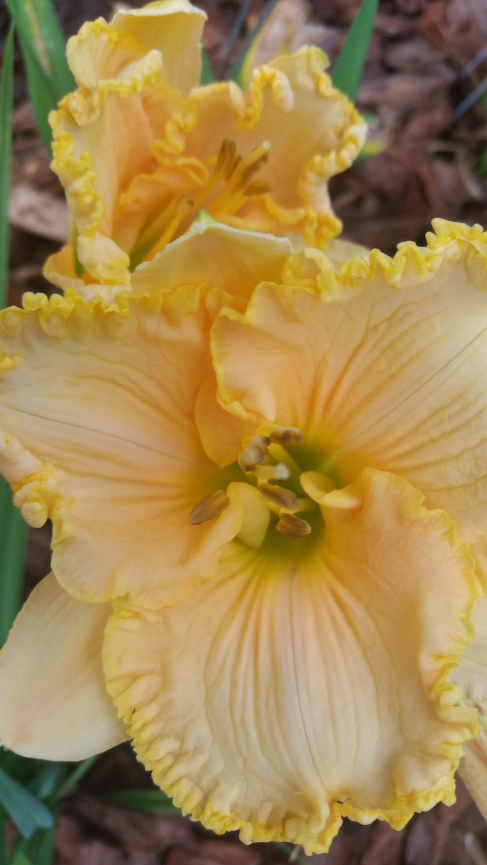 Photo of Daylily (Hemerocallis 'Sculpted Treasure') uploaded by value4dollars
