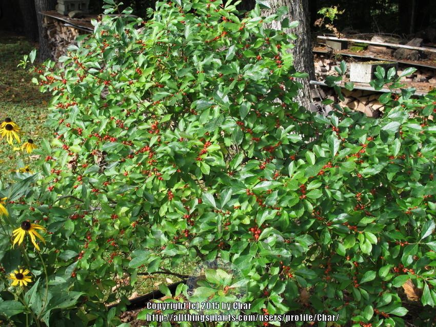 Photo of Winterberry Holly (Ilex verticillata 'Red Sprite') uploaded by Char