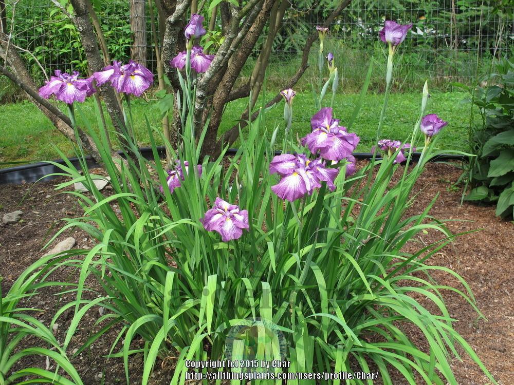 Photo of Japanese Iris (Iris ensata 'Greywoods Gypsy Spirit') uploaded by Char