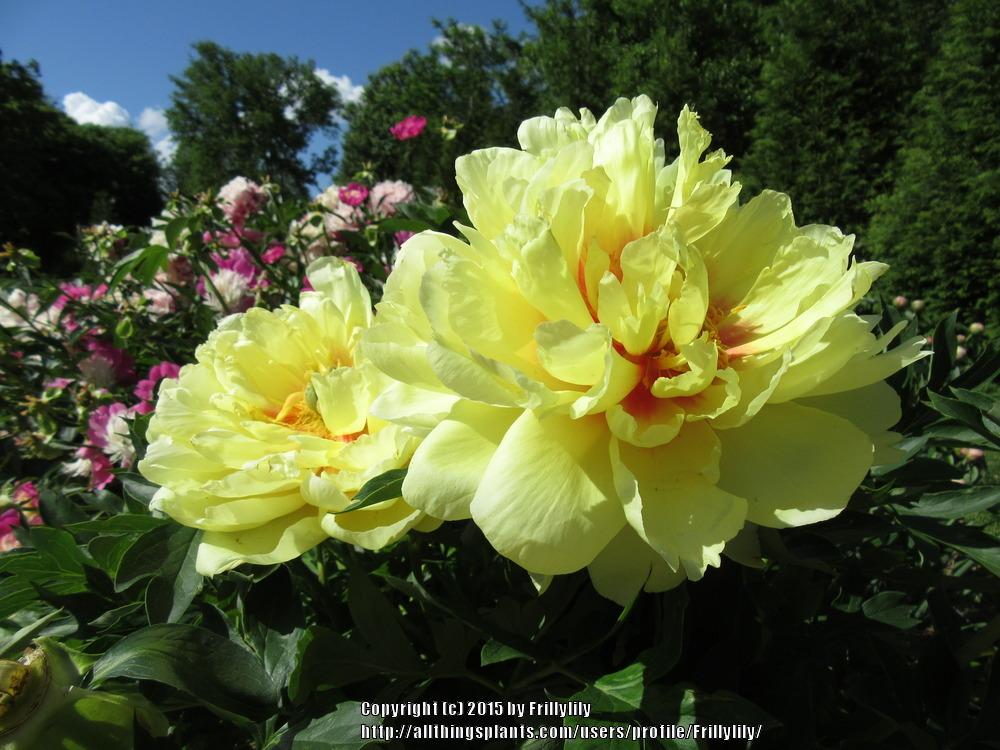 Photo of Intersectional Peony (Paeonia 'Bartzella') uploaded by Frillylily