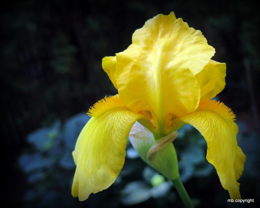 Photo of Tall Bearded Iris (Iris 'Ola Kala') uploaded by MargieNY