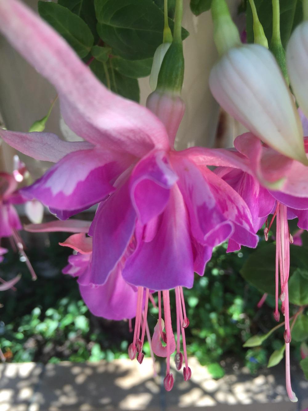 Photo of Lady's Eardrops (Fuchsia 'Glowing Lilac') uploaded by Mark619