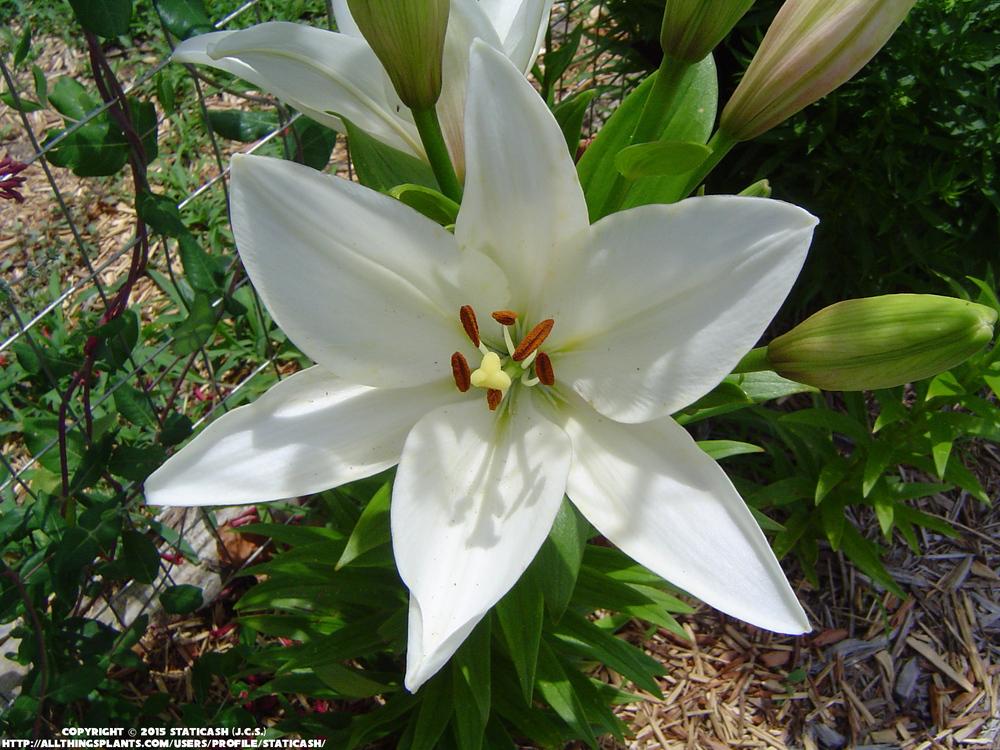 Photo of Lily (Lilium 'Bright Diamond') uploaded by StaticAsh
