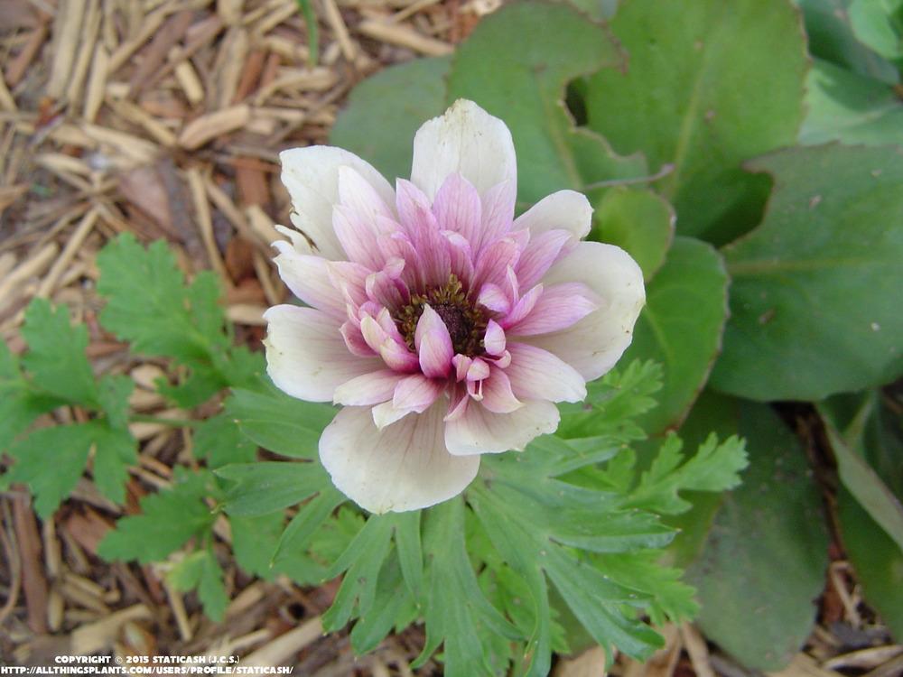 Photo of Grecian Windflower (Anemone coronaria 'Saint Brigid Mix') uploaded by StaticAsh