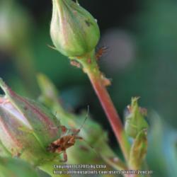 Location: West Valley City, UT
Date: 2015-06-13
Roses are loved by aphids.